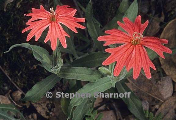 silene laciniata ssp californica 3 graphic